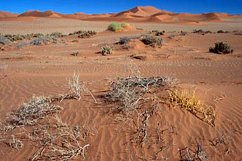 Namibian dunes